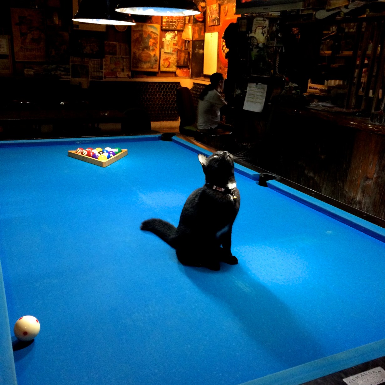 That's a cat on a pool table! 