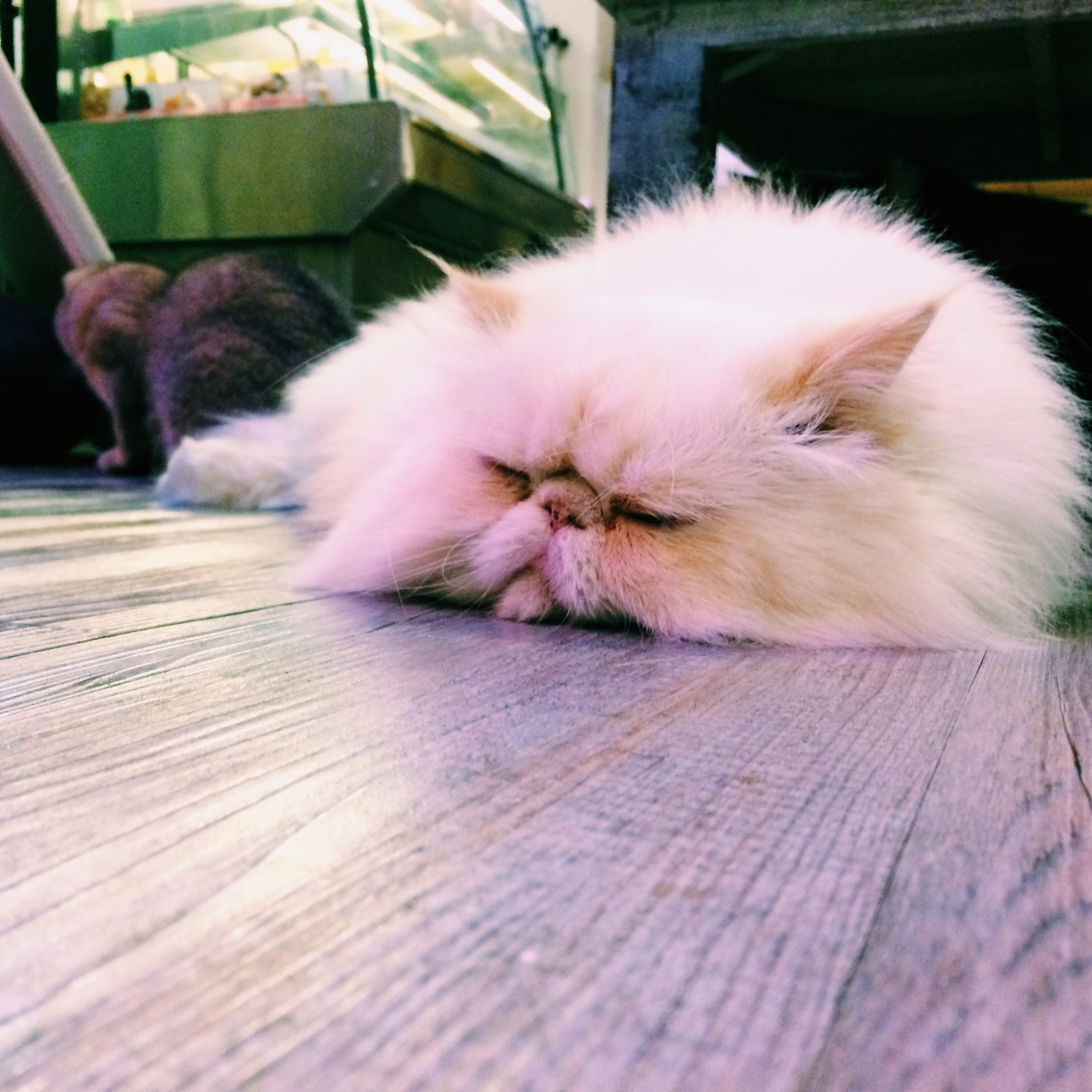 Someone has a case of the Caturdays 