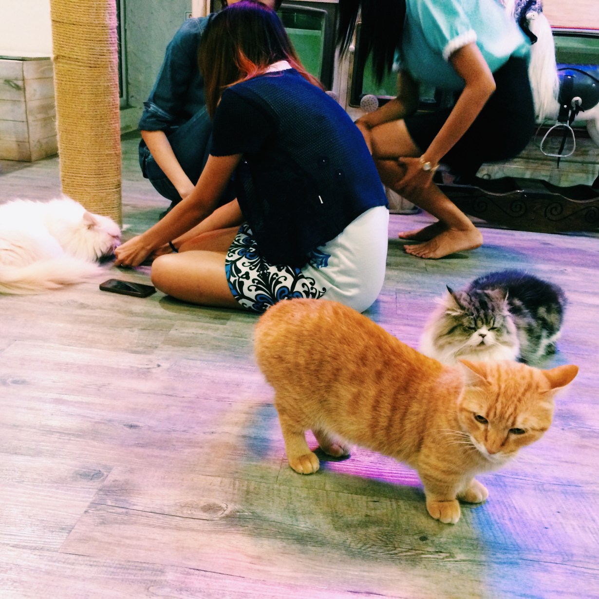 Munchkin cats everywhere
