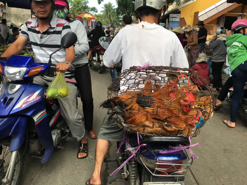 Completely unrelated photo of a guy transporting chickens in Hoi An. 